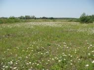 Черняхівка з panoramio.com