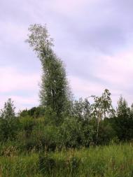 Михайлівка з panoramio.com