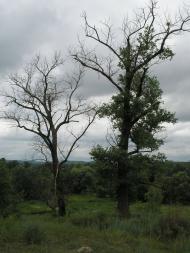 Кулики з panoramio.com