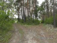 Скрипаї з panoramio.com