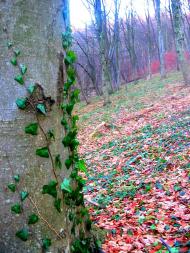 Демня з panoramio.com