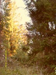 Орявчик з panoramio.com