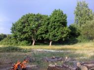 Верба з panoramio.com