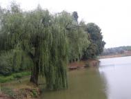 Моринці з panoramio.com