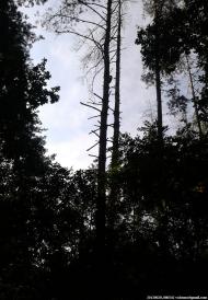 Черняхівка з panoramio.com