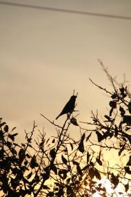 Шкурпели з panoramio.com