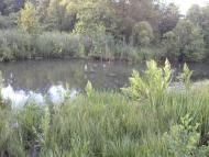 Базалія з panoramio.com