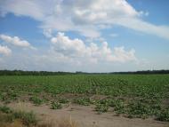 Пашенівка з panoramio.com