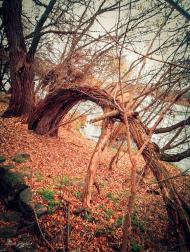 Токарівка з panoramio.com