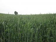 Половинники з panoramio.com