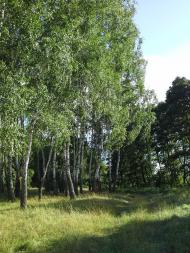 Скригалівка з panoramio.com