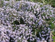 Сукачі з panoramio.com