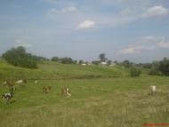 Цибулів з panoramio.com