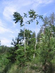 Курган з panoramio.com