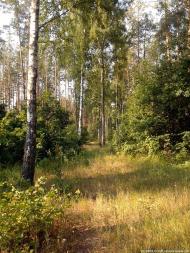 Черняхівка з panoramio.com