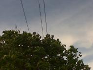 Зелений Гай з panoramio.com