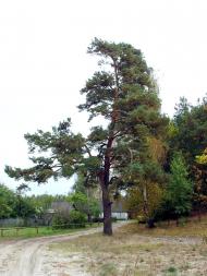 Адамчуки з panoramio.com