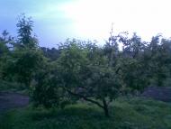 Голованівськ з panoramio.com