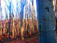 Демня з panoramio.com