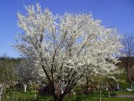 Морозівка - Останні фото