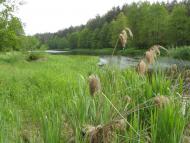 Сарновичі з panoramio.com