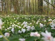 Кам'янка з panoramio.com