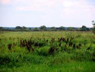 Старосілля з panoramio.com