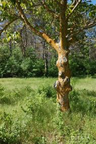 Річне з panoramio.com