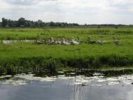 Березичі з panoramio.com