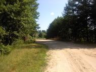 Верба з panoramio.com