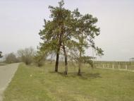 Гірськ з panoramio.com