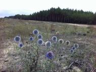 Великі Копані з panoramio.com