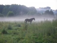 Верба з panoramio.com