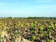 Вабля з panoramio.com