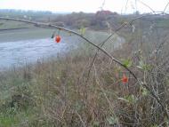 Красноліси з panoramio.com