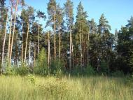 Кулики з panoramio.com