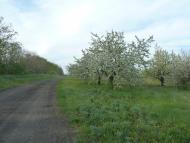 Володимирівка з panoramio.com