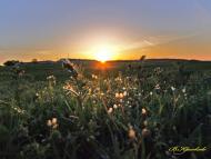 Садове з panoramio.com