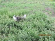 Вільшанка з panoramio.com