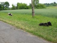 Половинники з panoramio.com