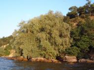 Велика Андрусівка з panoramio.com