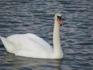 Довжок з panoramio.com