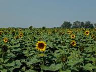 Дніпровка з panoramio.com