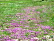 Бабка з panoramio.com