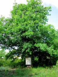 Карасин з panoramio.com