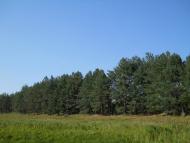 Кошляки з panoramio.com