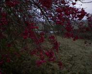 Гульськ з panoramio.com