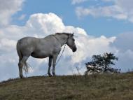 Троща з panoramio.com