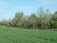 Володимирівка з panoramio.com