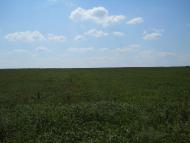 Кошляки з panoramio.com